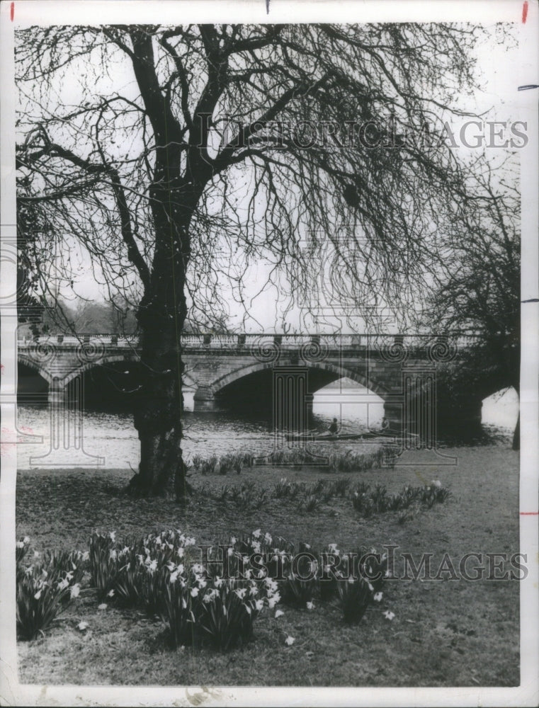 1956 Kensington Gardens London Trees-Historic Images