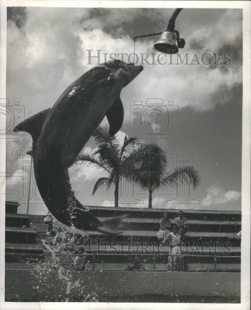 Press Photo Sealion Watershow Circus- RSA15971 - Historic Images