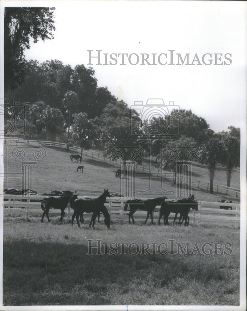 1979 Press Photo Moss laden Oak frame horses grazing Fo - Historic Images