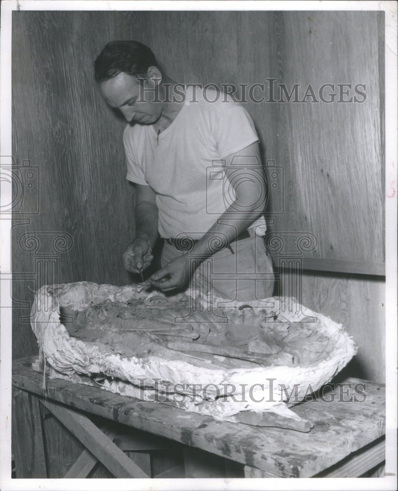 1955 Press Photo Skeleton Plaster Paleontologist Robert- RSA16453 - Historic Images