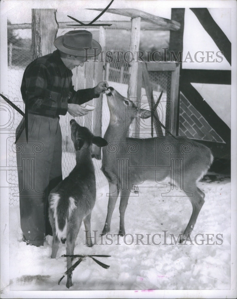 1954 Press Photo Picture of Deer being grown as pets.- RSA16757 - Historic Images