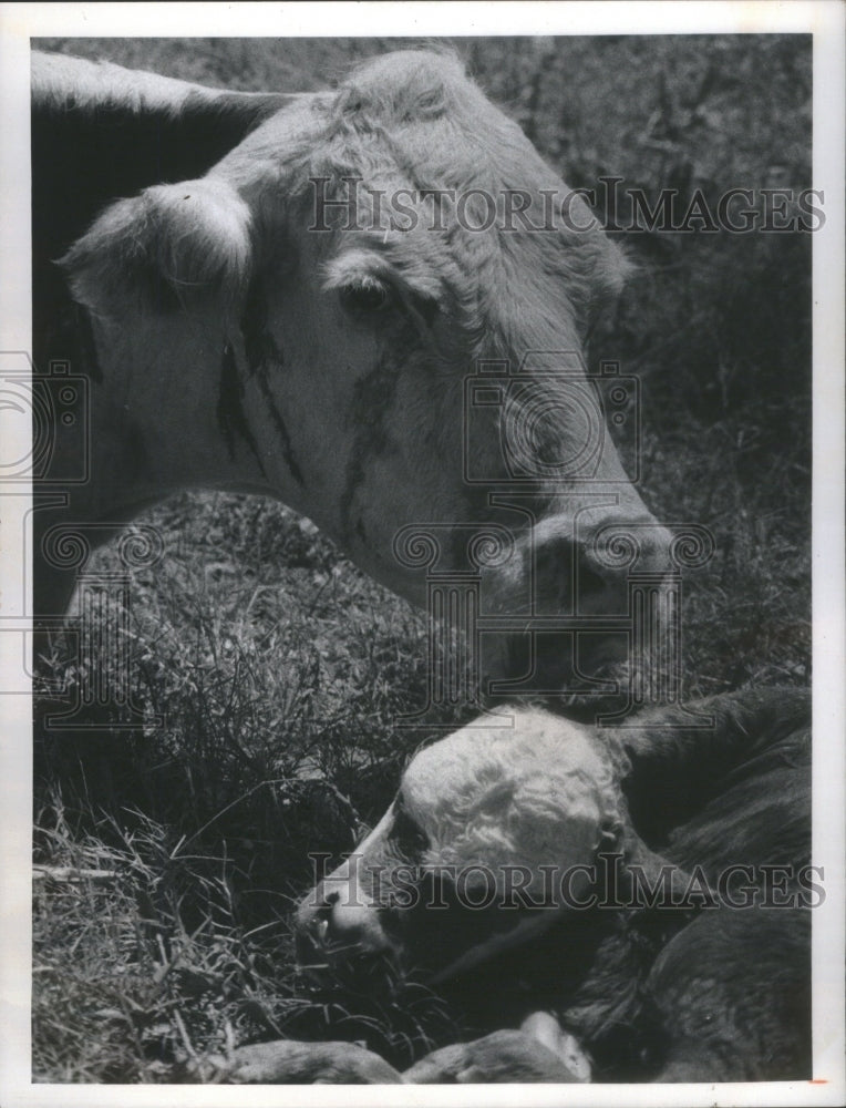 1974 Press Photo Mother Cow Calf - Historic Images