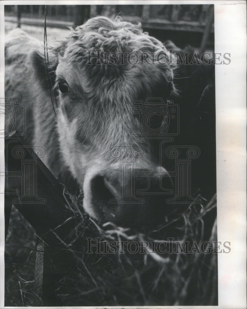 1976 Press Photo Cows Animal Milk Food Beef- RSA17597 - Historic Images