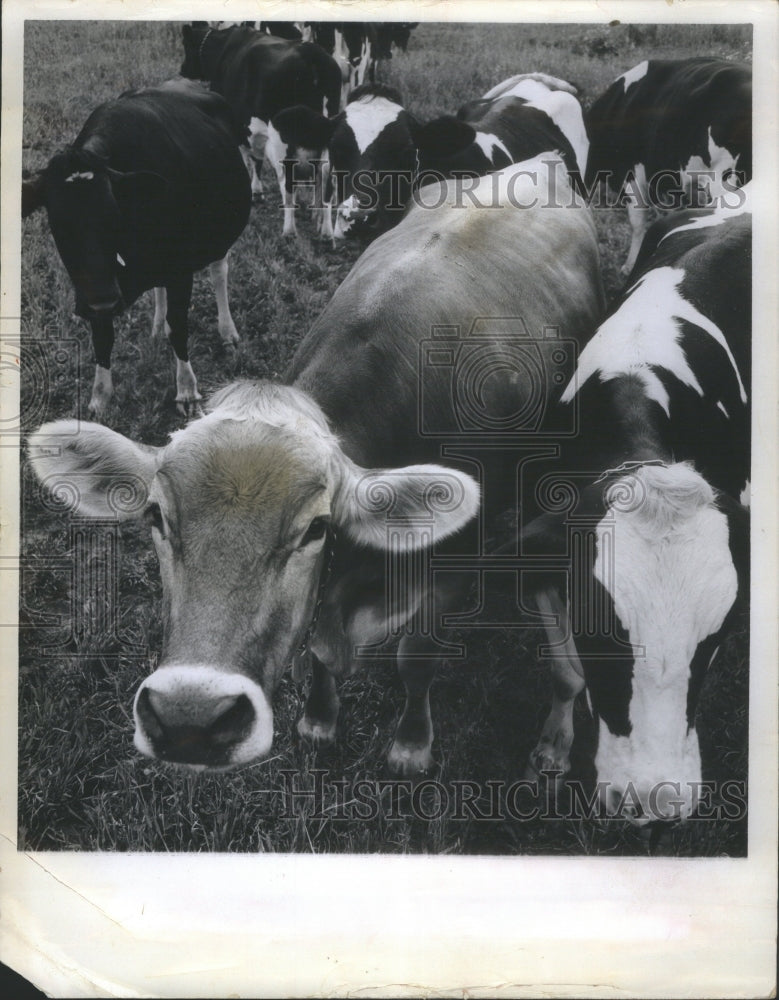 1970 Press Photo Cows- RSA17745 - Historic Images