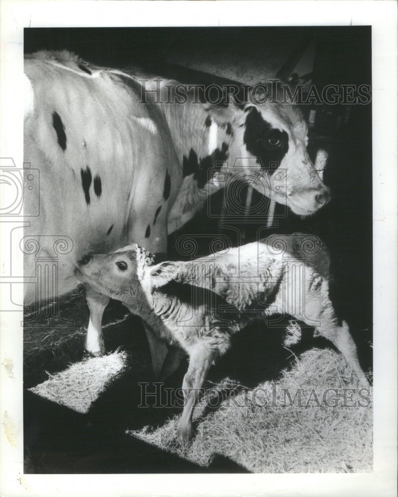 1982 Press Photo Cow gives birth to calf as cars whiz b- RSA17747 - Historic Images