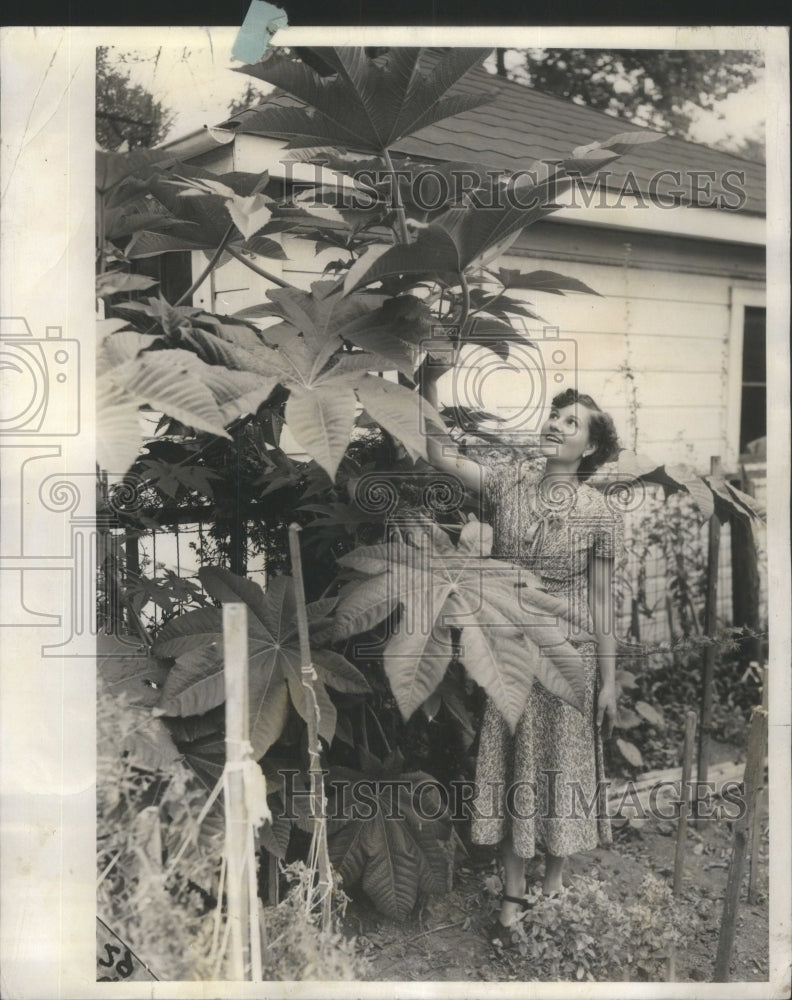 1955 Castor Oil Plant-Historic Images