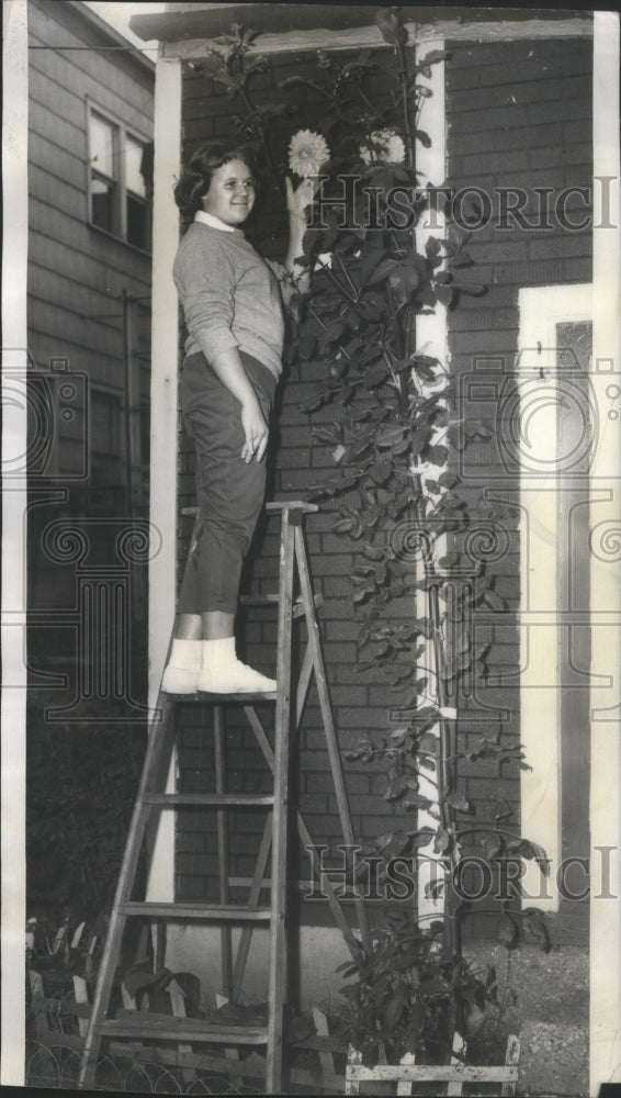 1960 Judy Wernke looking over 12 foot Dahli - Historic Images