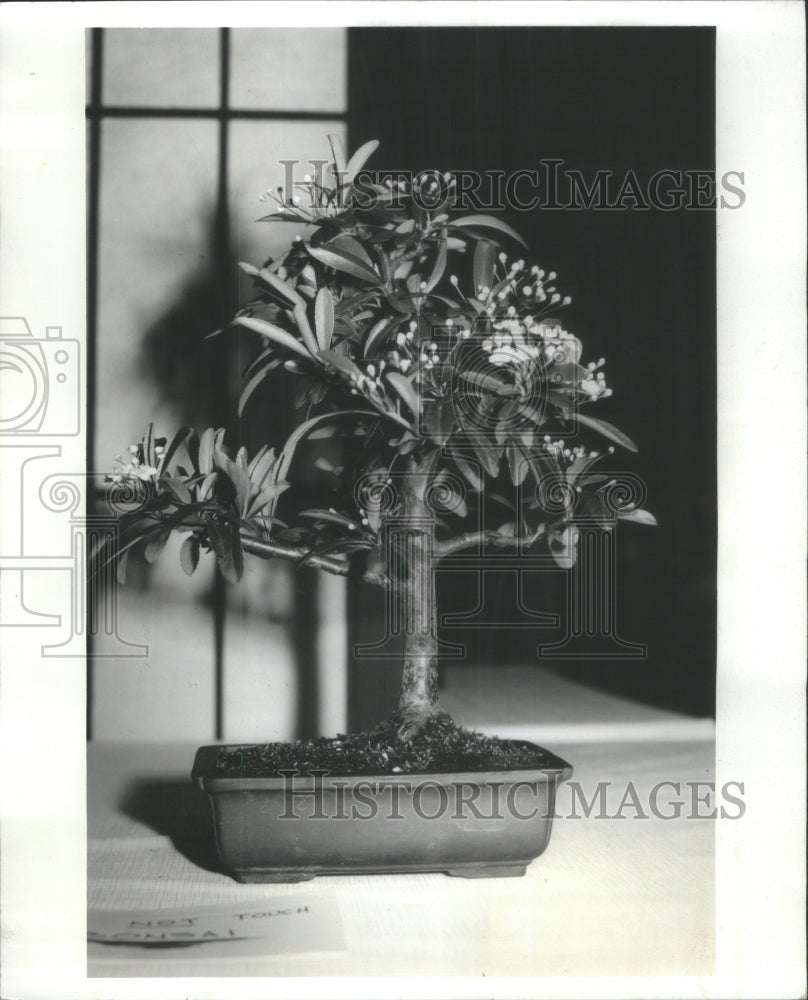 1981 Bonsai - Historic Images