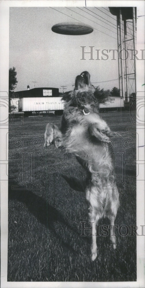 1977 Jim Gent&#39;s Golden Retriever, Sundance,-Historic Images