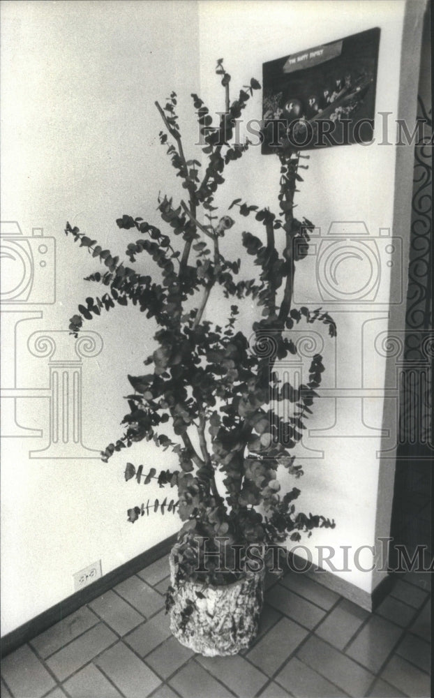 1981 Artificial Eucalyptus Tree Made By Dia - Historic Images