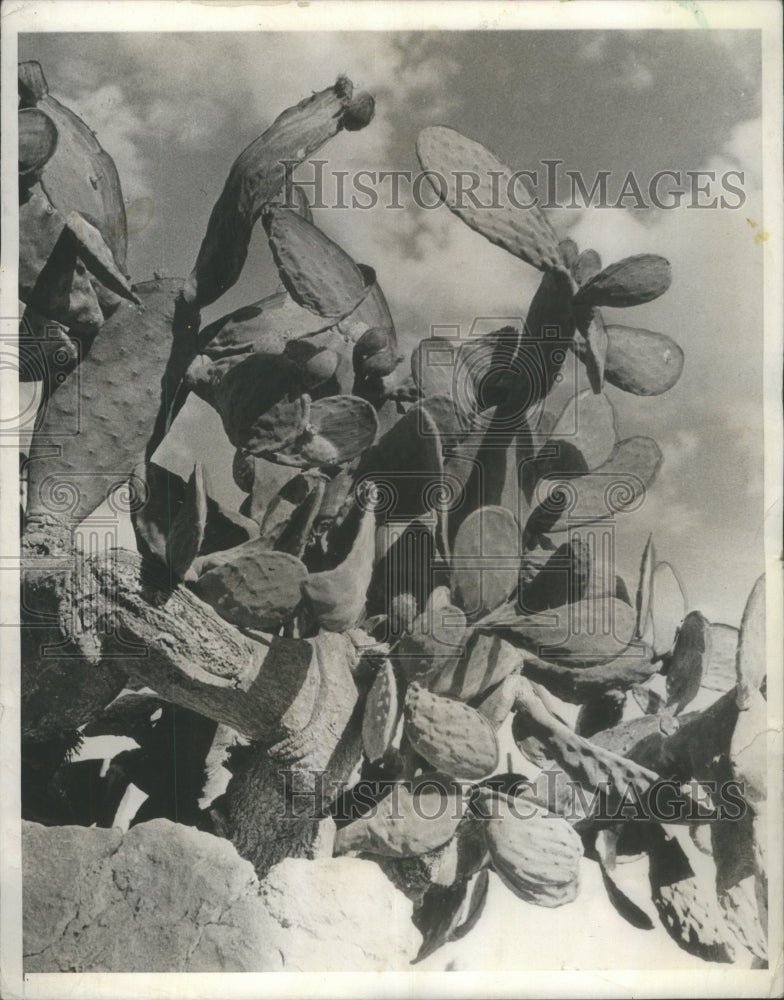 1936 sun-baked cactus Northern Africa simil-Historic Images