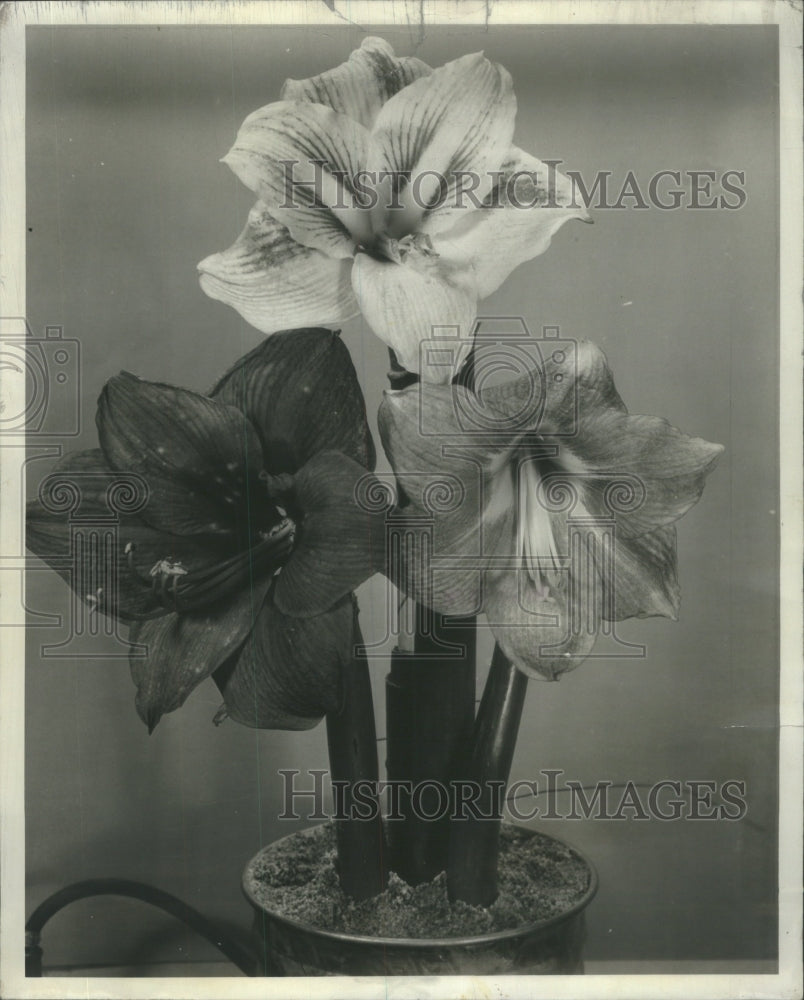 1953 Press Photo Amaryllis Flowers Largest Indoor Flowe- RSA19287 - Historic Images