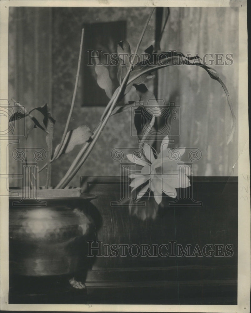 1936 Rare Plant Species Night Blooming Cere-Historic Images