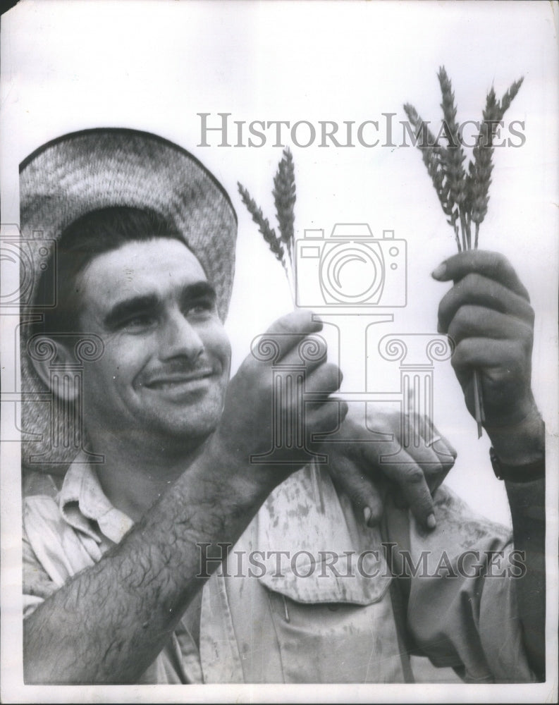 1954 William Koirtyohann Wheat Harvest Lead - Historic Images