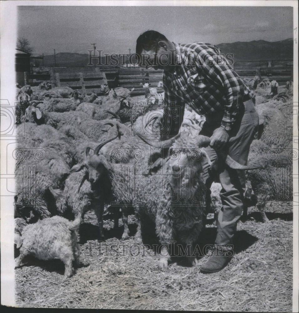 1968 Charles Herrmann Billy Goats San Luis-Historic Images