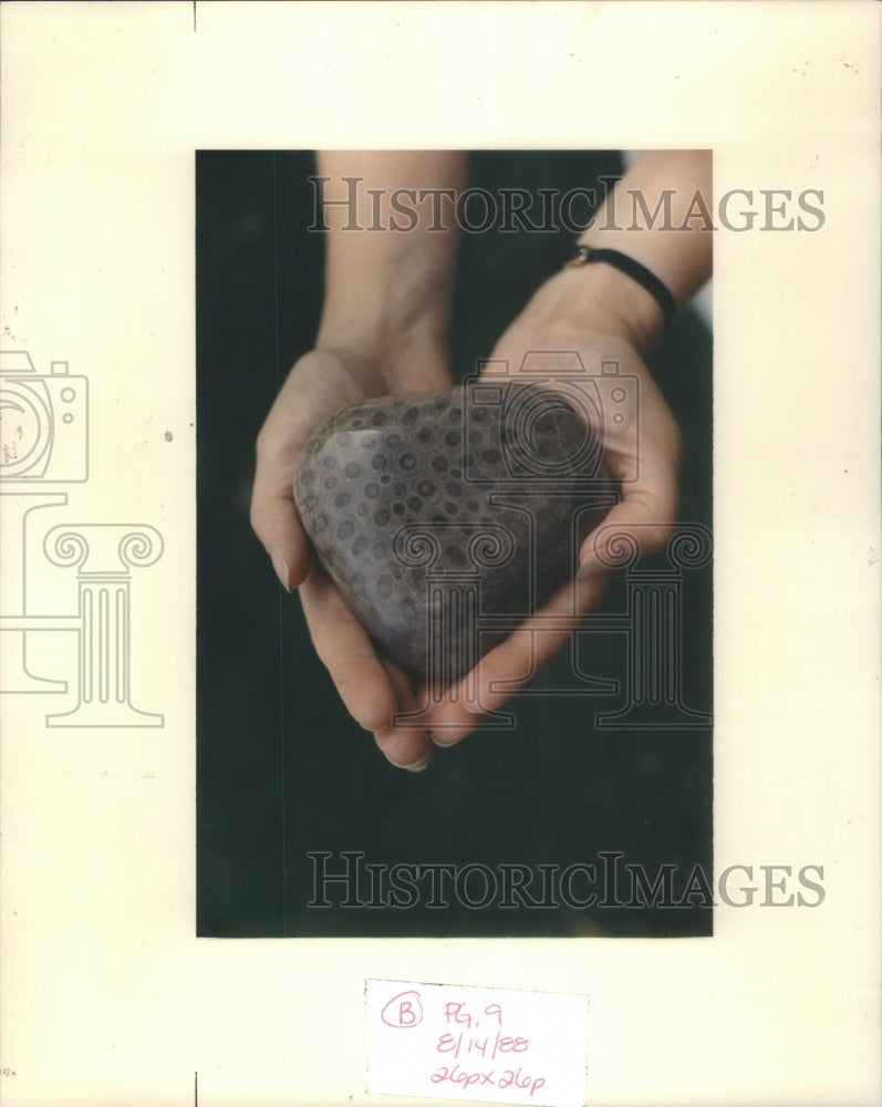 1988 Petoskey Stone-Lake Michigan Beach-Big - Historic Images