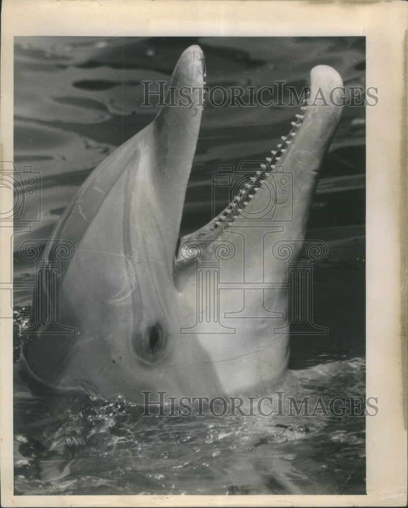 1968 porpoise at aquarium-Historic Images