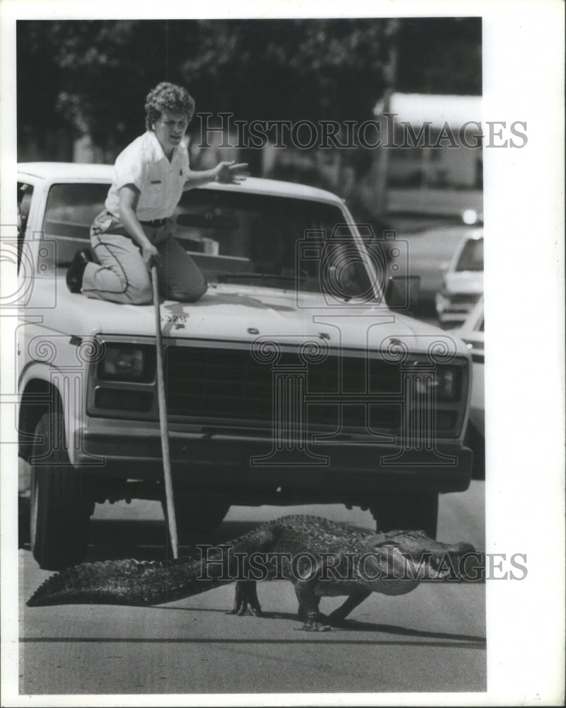 1986 alligator walks in front truck - Historic Images