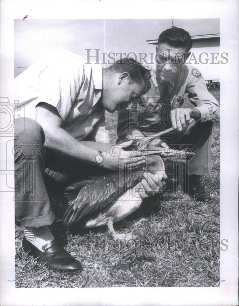 1958 Press Photo Pelican/Dr. Robert Hutton/Marine Biolo - RSA25289-Historic Images