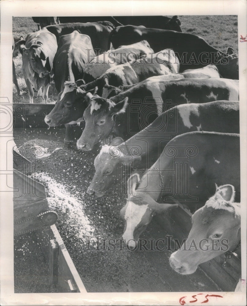 1963 Dairy Farm Demand Price Protection Cow - Historic Images