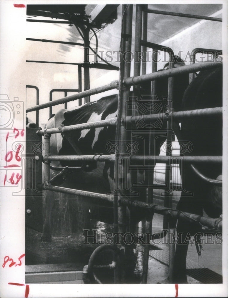 1971 Cow shed Bravn Animals Milk-Historic Images