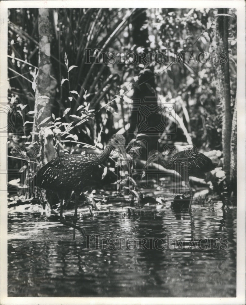 1964 Press Photo Limpkin bird Water- RSA27869 - Historic Images