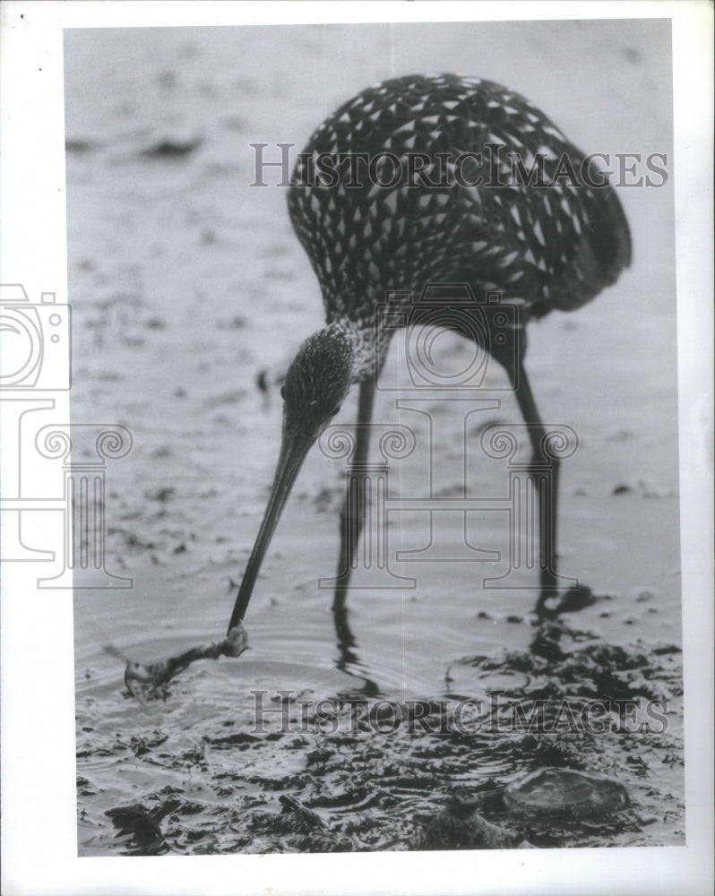 1991 Press Photo Limpkin Crying Bird Anderson Park Tarp- RSA27871 - Historic Images