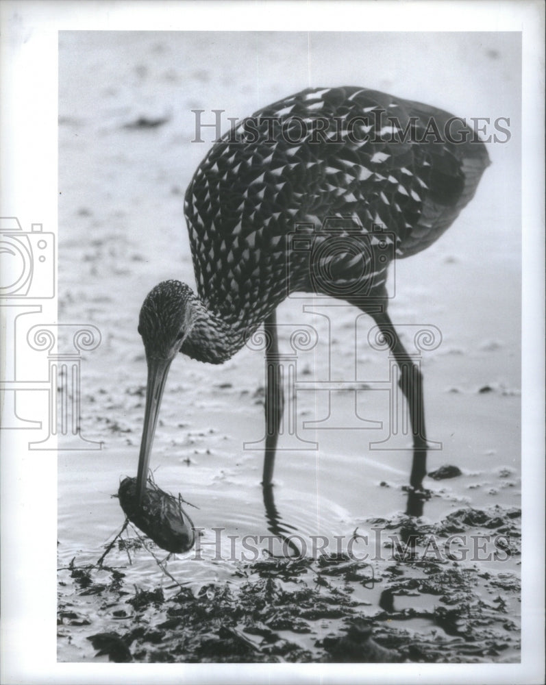 1991 Press Photo Limpkin Anderson Park Tarpon Springs C - Historic Images