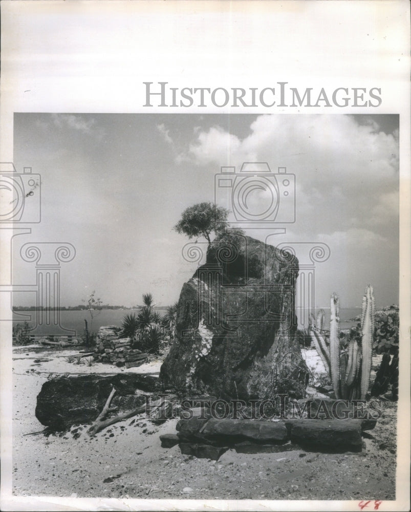 1961 Press Photo Lava Rock California samml cedar tree- RSA28081 - Historic Images