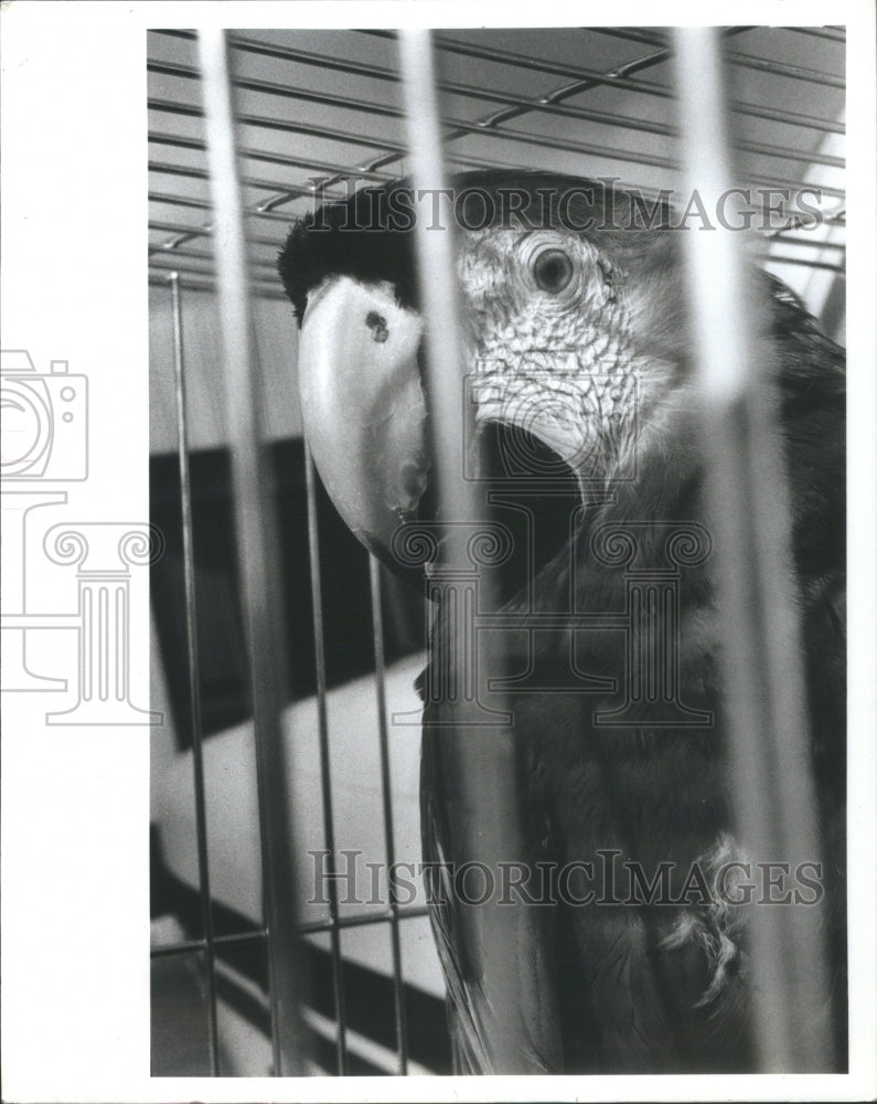 1983 Press Photo Red Macaw Bird- RSA28181 - Historic Images