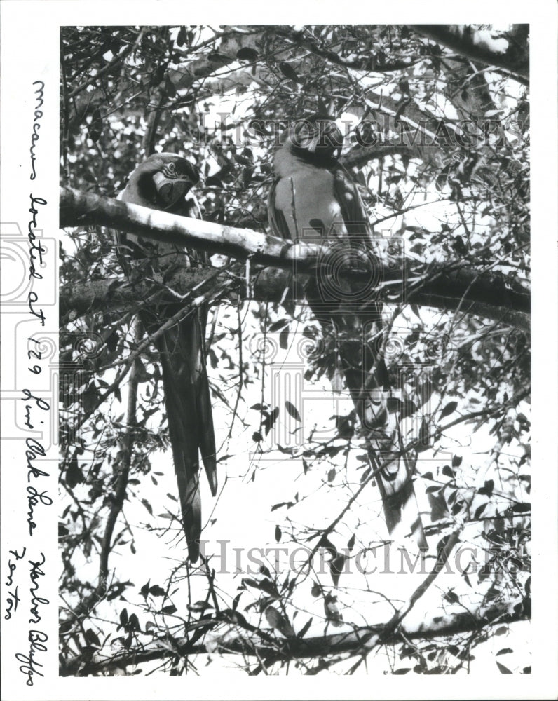 1986 Blue Gold Macaws Perch Backyard Largo - Historic Images