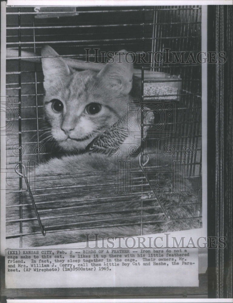 1965 Little Boy Cat With Heshe, The Parakee - Historic Images