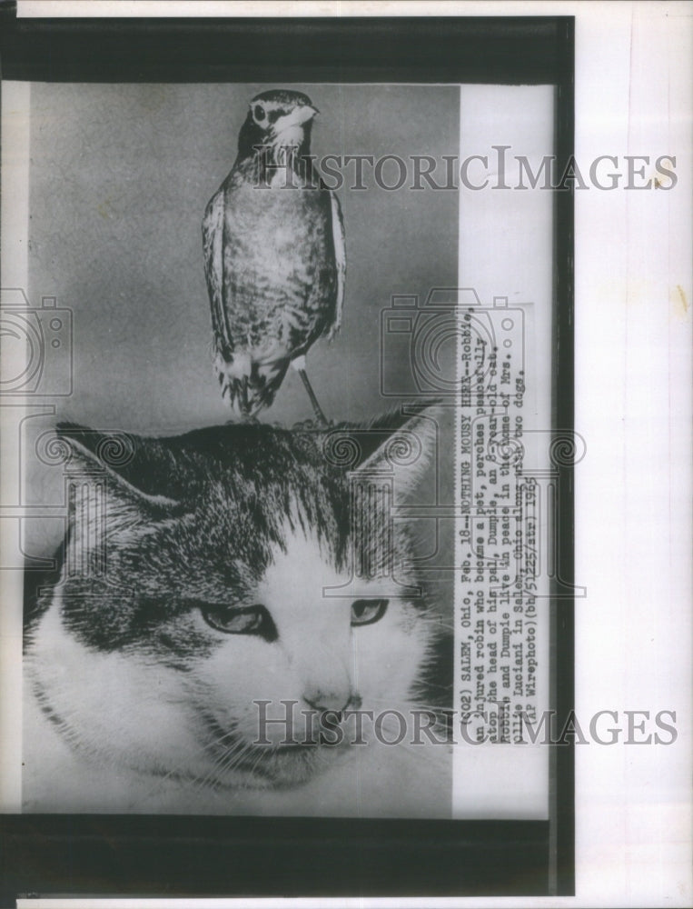 1965 Robbie, An Injured Robin Perches On Hi - Historic Images
