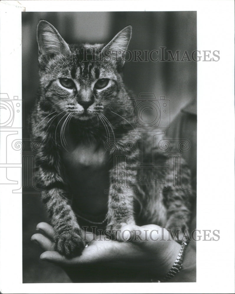 1989 Press Photo Calico Color Cat Rescued From A Pond A - Historic Images