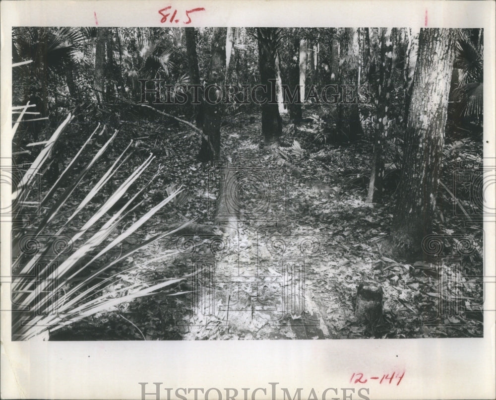 1966 Scene in the woods near St. Petersburg - Historic Images