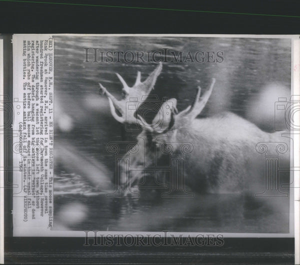 1968 Moose Mink Brook Hanover Hundred Historic Images