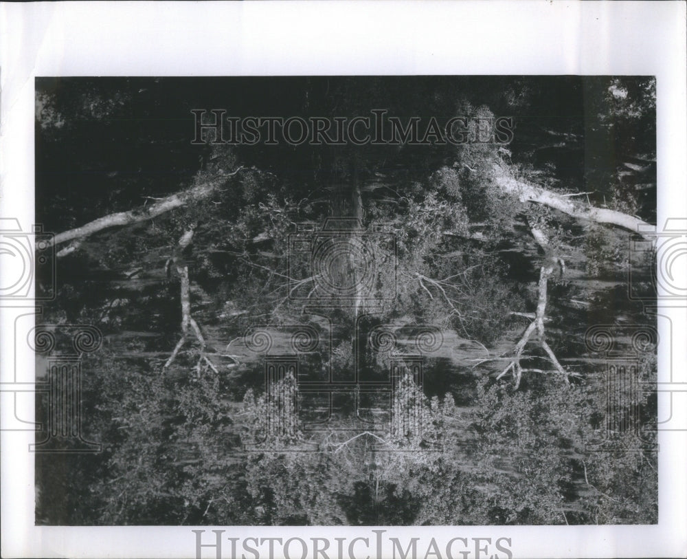Press Photo Tree Jack Ramsdell forest- RSA29051 - Historic Images