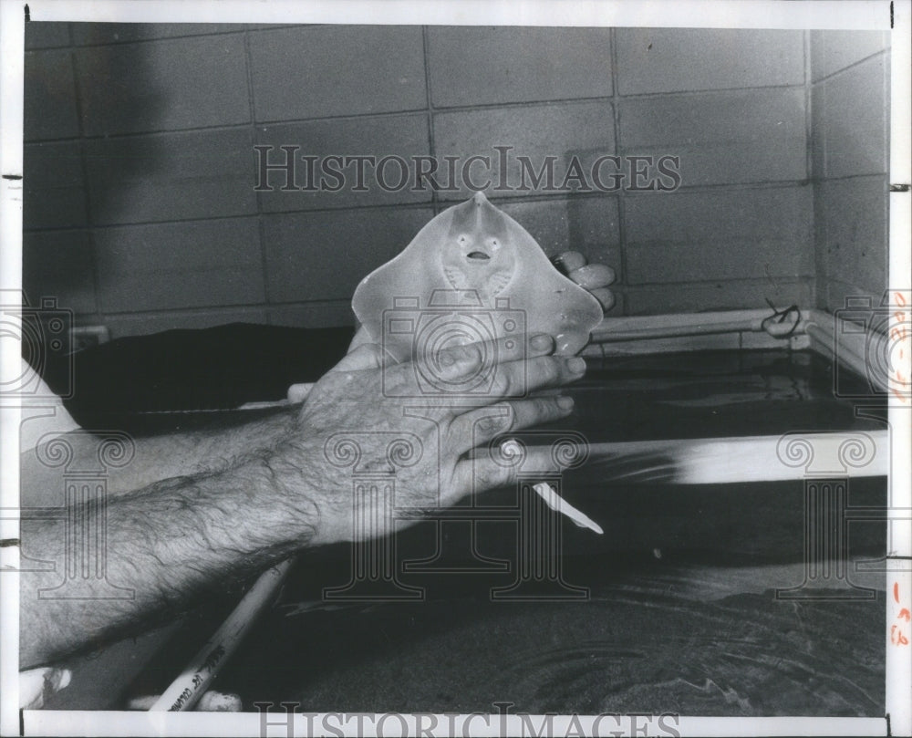 1982 Marine Scientists-Marine Mouse-Laborat - Historic Images