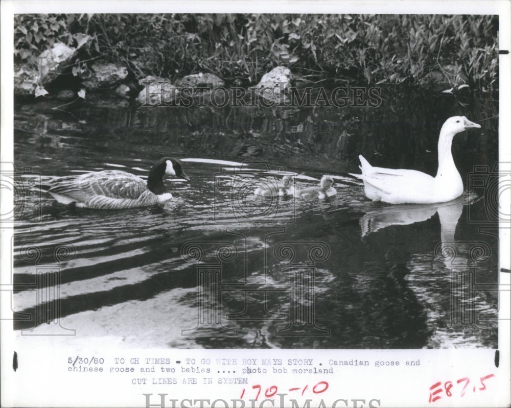 1980 Two Different Geese Offspring Lake - Historic Images