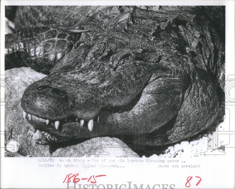 1981 Sleeping gator cutline leyut System - Historic Images