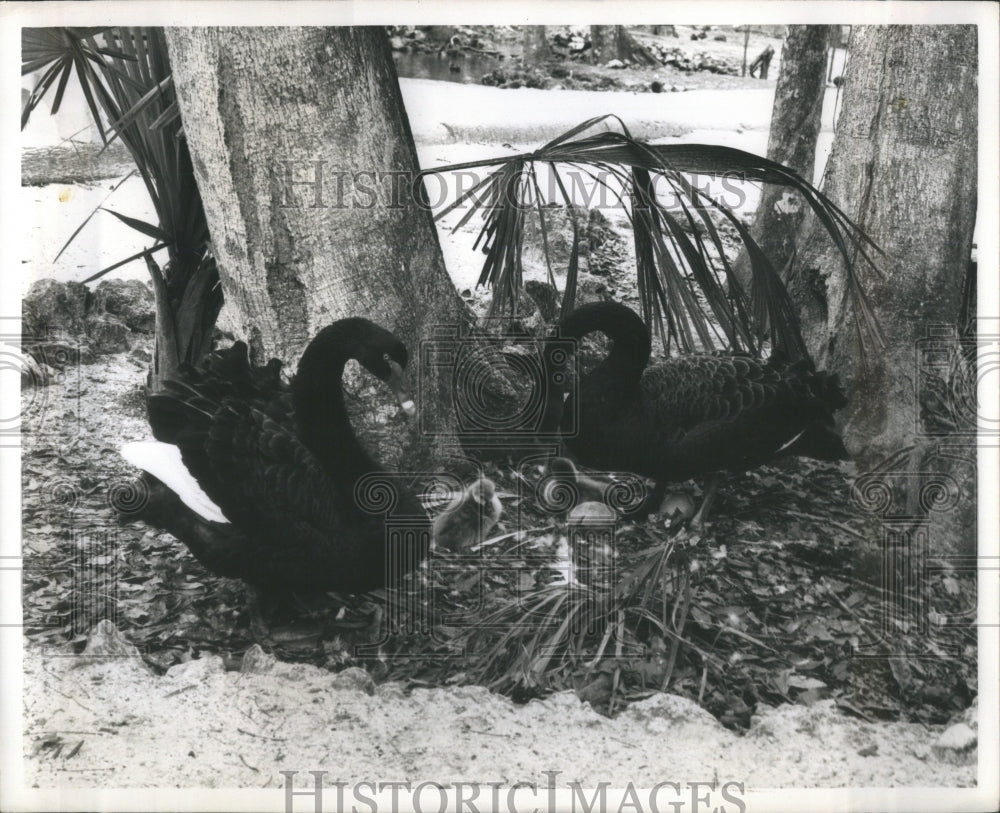 1965 Black swans Homosassa Springs park - Historic Images
