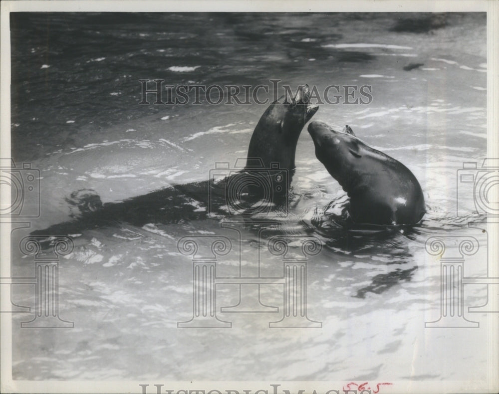 1965 Sea Lion California Homosassa Springs - Historic Images
