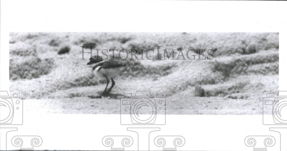 1989 Press Photo Baby Killdeer Eggs Hatched- RSA29333-Historic Images