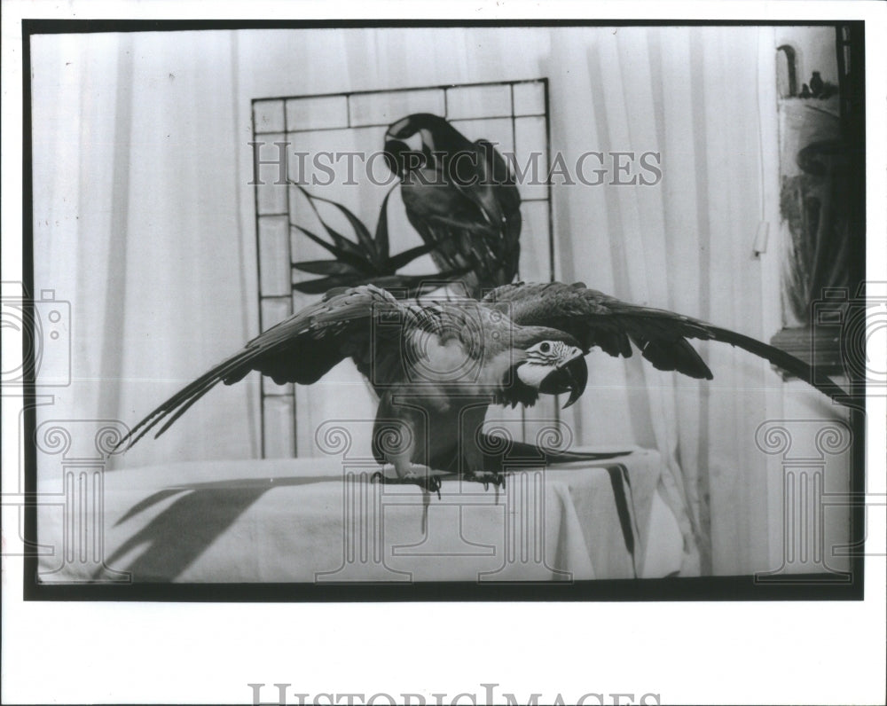 1991 Press Photo Jeremiah Macaws Dave Bird - Historic Images