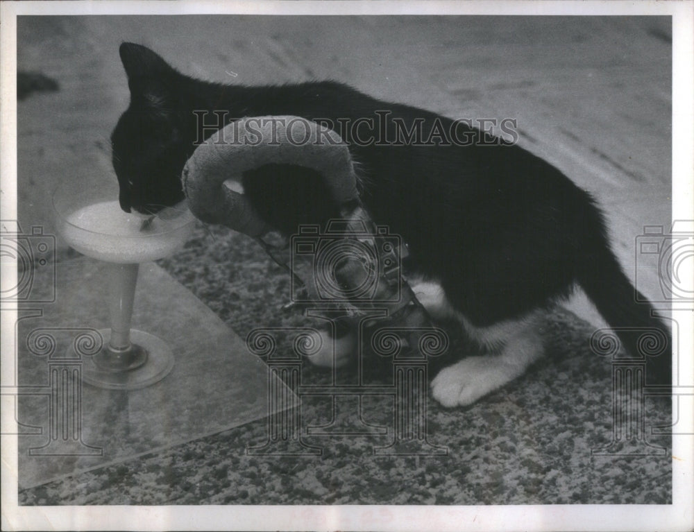 1971 Press Photo Julie milk champagne glass- RSA30189-Historic Images