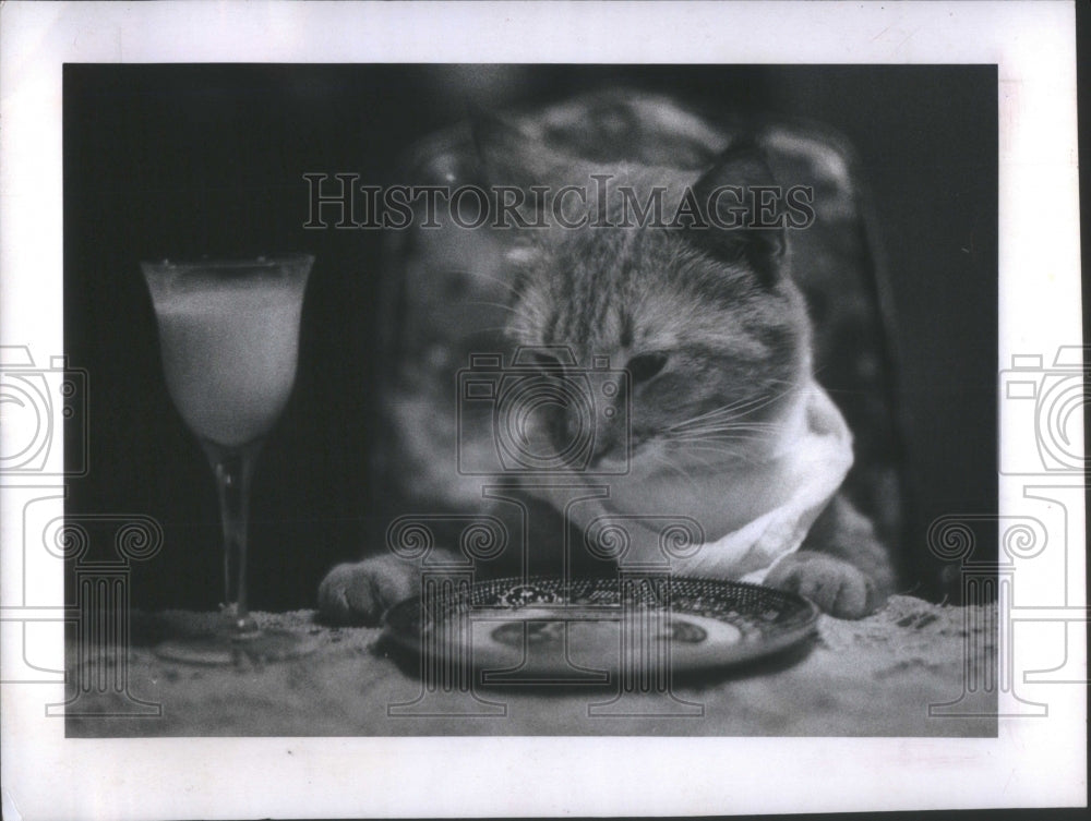 1981 Metrecal Kitties Diet Food Slim Portly - Historic Images