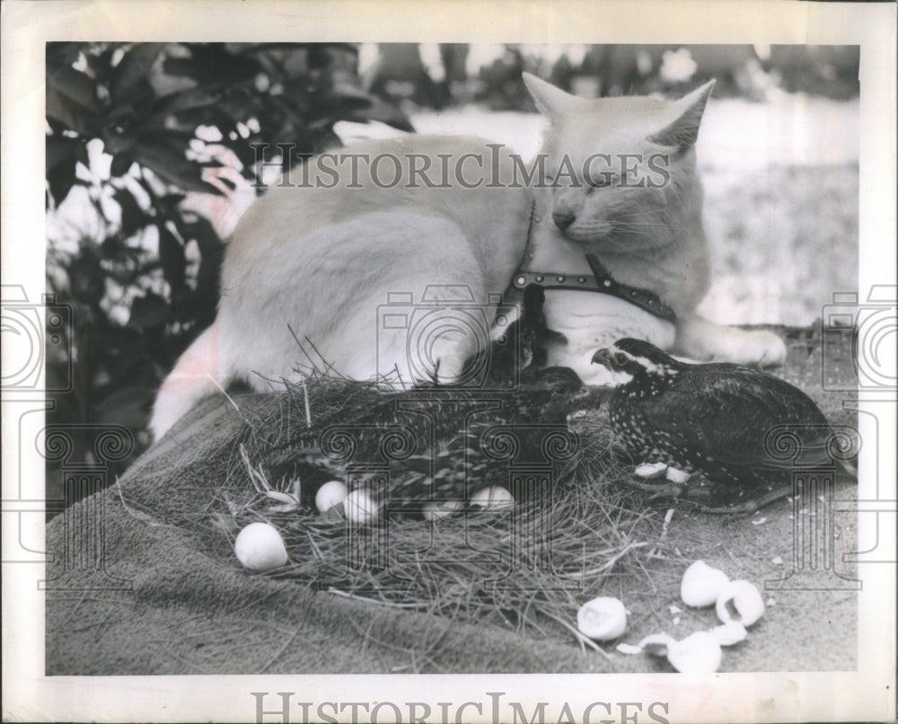 1962 Press Photo Boycat Swallow Cat Animals Birds - Historic Images