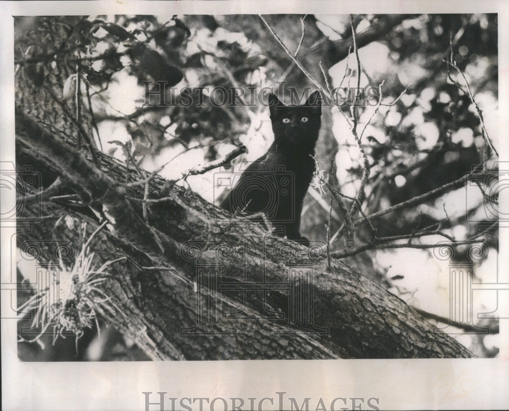 1976 Press Photo Oreo Kitten- RSA30527 - Historic Images