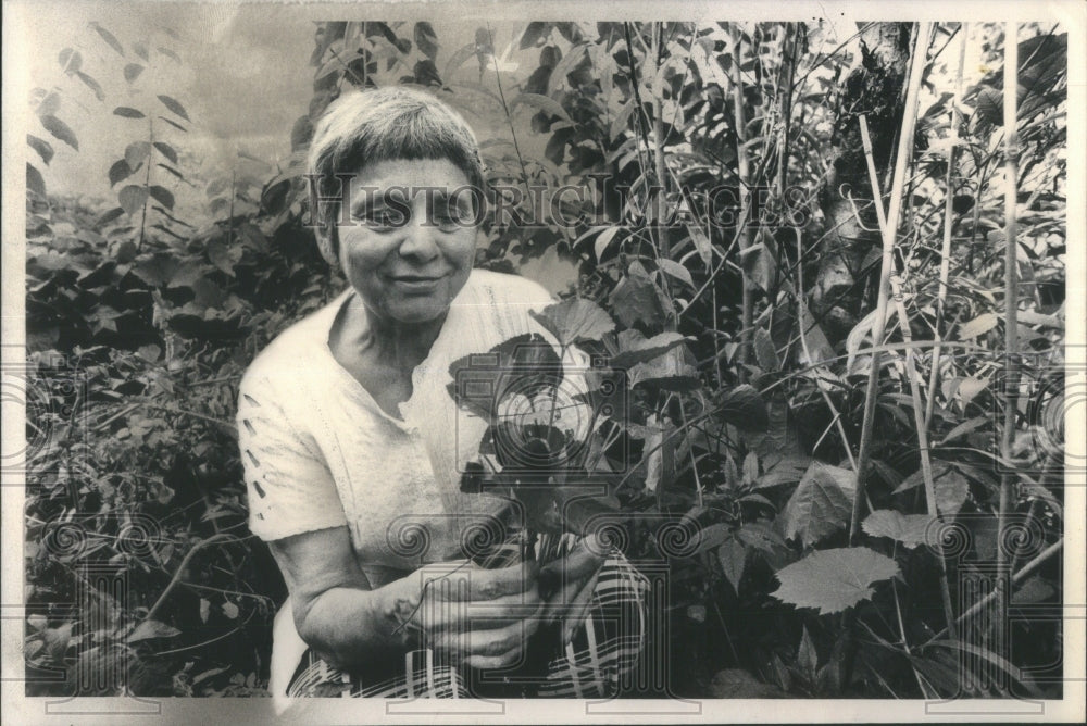 1980 Wild Edible Weed Plants - Historic Images