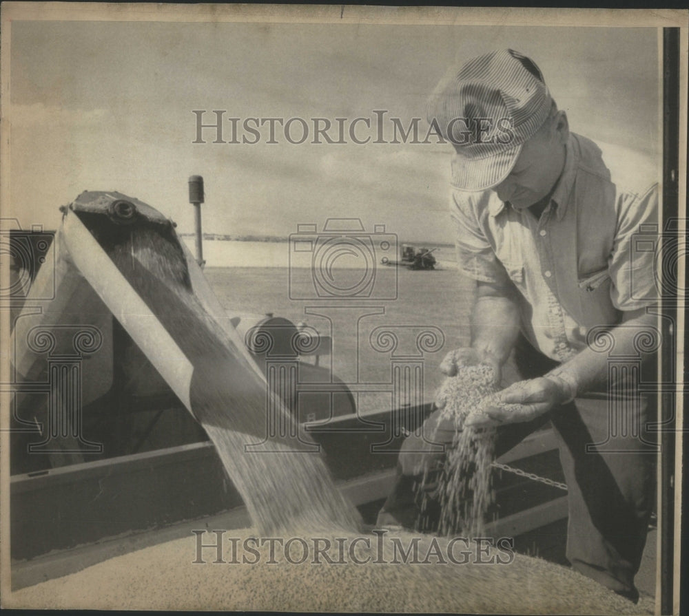 1976 A Kansas Wheat Farmer Inspects Crop - Historic Images